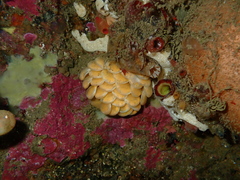 Africofusus ocelliferus