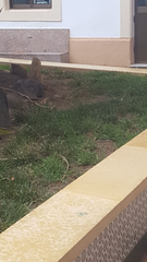 Cynodon dactylon dactylon