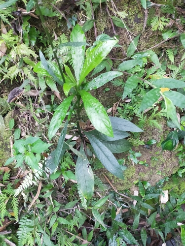 Blumea lanceolaria iNat (2)
