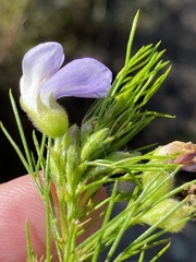 Psoralea ivumba