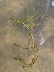 Potamogeton epihydrus