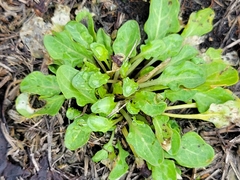 Thlaspi arvense