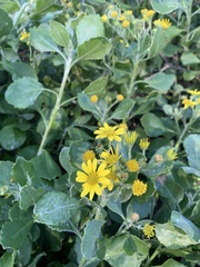 Osteospermum moniliferum