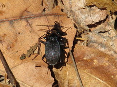 Sphaeroderus bicarinatus