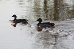 Anas platyrhynchos