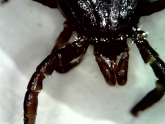 Ixodidae
