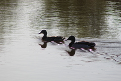 Anas platyrhynchos