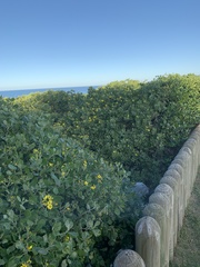 Osteospermum moniliferum