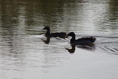 Anas platyrhynchos