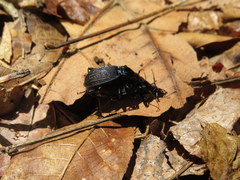 Sphaeroderus bicarinatus