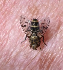 Homalactia harringtoni