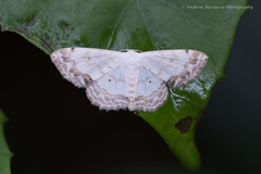 Scopula propinquaria