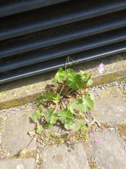 Geranium pyrenaicum