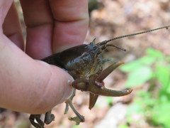 Cambarus dubius