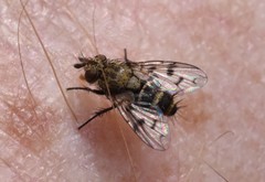 Homalactia harringtoni