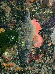 Africofusus ocelliferus