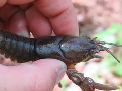 Cambarus dubius