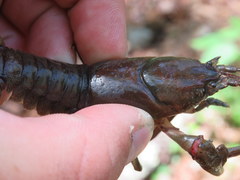 Cambarus dubius