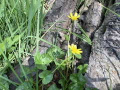 Ficaria verna