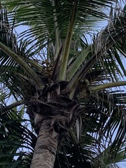 Cocos nucifera