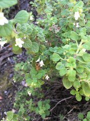 Clinopodium chandleri