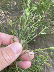 Baccharis sarothroides × pilularis
