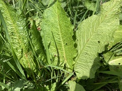 Rumex obtusifolius