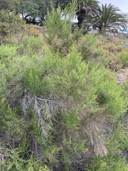 Baccharis sarothroides × pilularis