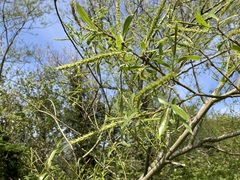 Salix