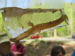 Desmognathus santeetlah