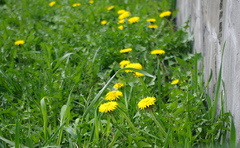 Taraxacum officinale
