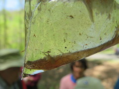 Desmognathus santeetlah