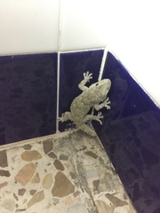 Tarentola mauritanica