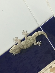 Tarentola mauritanica