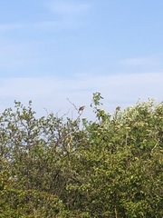 Luscinia megarhynchos