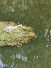 Ardea cinerea