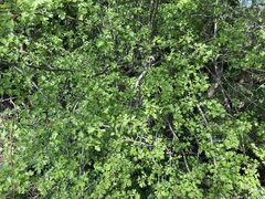 Crataegus monogyna