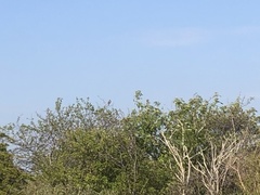 Luscinia megarhynchos