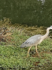 Ardea cinerea