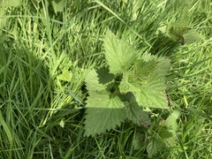 Urtica dioica