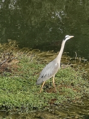 Ardea cinerea