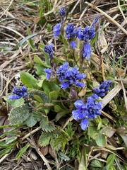 Polygala alpestris