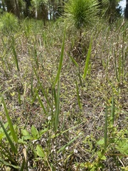 Panicum hemitomon