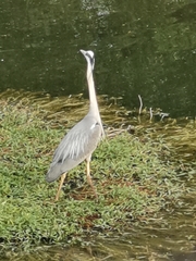 Ardea cinerea
