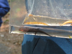 Desmognathus santeetlah