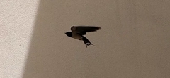 Hirundo rustica