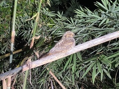 Caprimulgus jotaka