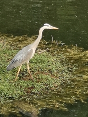 Ardea cinerea