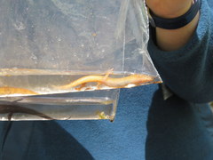 Desmognathus santeetlah