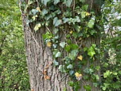 Hedera helix